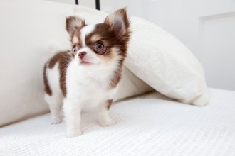 犬からの『信頼度』を測る方法５選　主なチェック項目や飼い主を頼りにしていないワンコがみせる行動まで