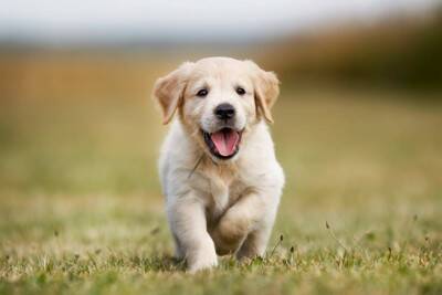犬からの『信頼度』を測る方法５選　主なチェック項目や飼い主を頼りにしていないワンコがみせる行動まで