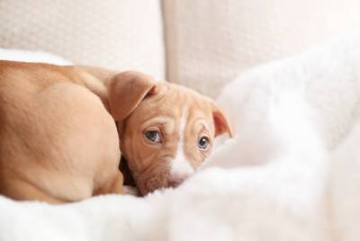 犬からの『信頼度』を測る方法５選　主なチェック項目や飼い主を頼りにしていないワンコがみせる行動まで