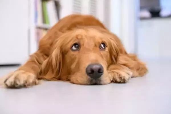 犬の『落ち着きがない』理由5選　愛犬の様子がおかしい場合に飼い主がとるべき対応まで