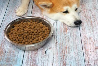 犬の『落ち着きがない』理由5選　愛犬の様子がおかしい場合に飼い主がとるべき対応まで