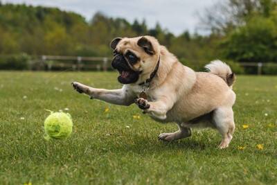 犬の『落ち着きがない』理由5選　愛犬の様子がおかしい場合に飼い主がとるべき対応まで