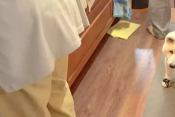母とおばあちゃんが『ガチ喧嘩』をした結果→17歳の老犬が『仲裁』をしようとして…あまりにも健気な光景に感動「涙が出た」「なんて優しいの」