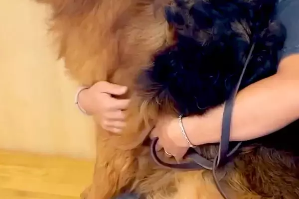 体重34キロの大型犬と病院へ→診察室で待機中、抱っこをせがんで…自分のサイズが分かっていない『赤ちゃんな光景』に絶賛「外見のギャップｗ」