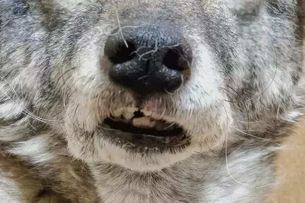 『寝起き直後の犬』を撮影した結果→まるで人間のようで…思わず吹き出す『まさかの表情』に1万いいね「おもろすぎるｗｗ」「めちゃくちゃ好き」
