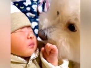 赤ちゃんが生まれたときからずっと隣にいた犬→1年間をまとめた結果…あまりにも尊い『成長記録』に感動の声「愛が詰まってる」「素敵な家族」