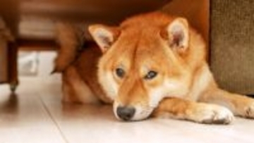 犬がつらいと感じる『人間の習慣』５選　愛犬を苦しめているかも…ストレスによる危険な症状とは？