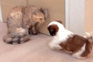 猫に『大好き！』を伝える子犬→迷惑がるかなと思いきや…『悶絶級の光景』が18万再生「可愛いを通り越して泣ける…」「面倒みてて優しい」