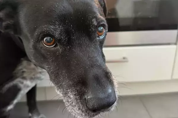 キッチンでオーブンを見ようと座り込むと、なぜか『犬』が心配してくれて…『まさかの理由』が優しすぎると23万表示「なんていい子」「涙が…」