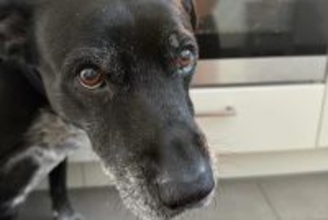 キッチンでオーブンを見ようと座り込むと、なぜか『犬』が心配してくれて…『まさかの理由』が優しすぎると23万表示「なんていい子」「涙が…」