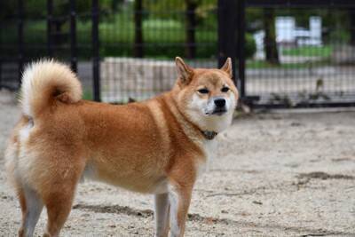 犬が『警戒』しているサイン4つ　恐怖や緊張しているときにやってはいけないタブー行為まで