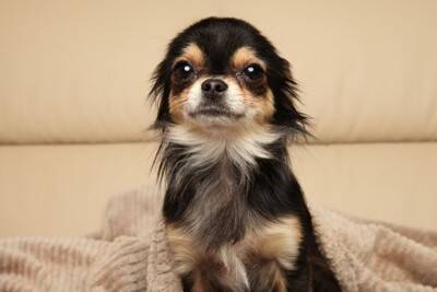 犬が『警戒』しているサイン4つ　恐怖や緊張しているときにやってはいけないタブー行為まで