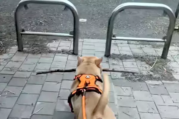 枝を持ち帰ろうとする犬→柵に引っかかってしまい…あまりにも強引な『まさかの突破方法』が25万再生「お約束過ぎるｗｗ」「除夜の鐘で草」