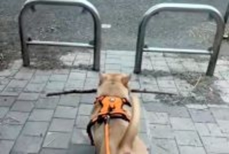 枝を持ち帰ろうとする犬→柵に引っかかってしまい…あまりにも強引な『まさかの突破方法』が25万再生「お約束過ぎるｗｗ」「除夜の鐘で草」