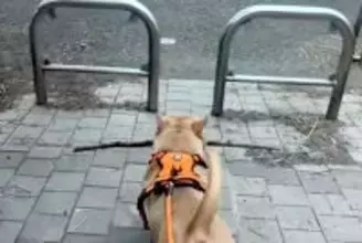 枝を持ち帰ろうとする犬→柵に引っかかってしまい…あまりにも強引な『まさかの突破方法』が25万再生「お約束過ぎるｗｗ」「除夜の鐘で草」