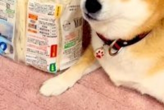隙を見て『冷凍うどん』を奪い取った犬→完全に守りきってしまい…まさかの『自然解凍』してしまう光景が389万再生「ドヤ顔で草」「死守ｗｗ」
