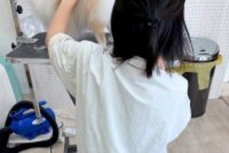 トリミングサロンのお姉さんが大好きな犬→他の犬をカット中、下を見てみると…仕事にならない『まさかの行動』に2万いいね「可愛すぎるｗｗ」