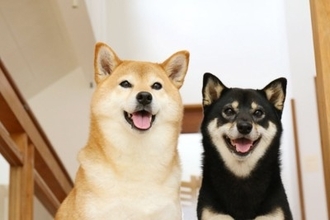 『日本犬』特有の共通点6つ　日本犬にみられる魅力や迎える際の注意点まで解説