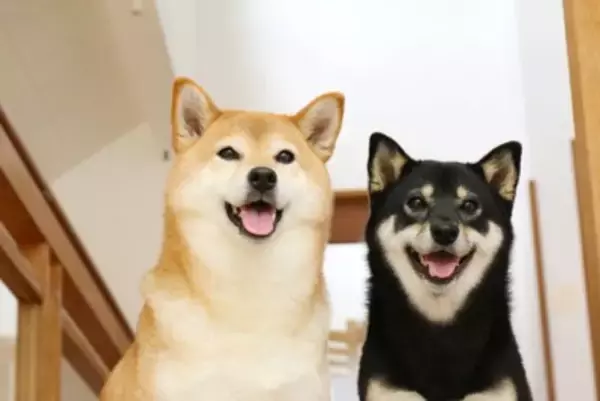 『日本犬』特有の共通点6つ　日本犬にみられる魅力や迎える際の注意点まで解説