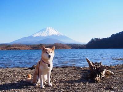 『日本犬』特有の共通点6つ　日本犬にみられる魅力や迎える際の注意点まで解説