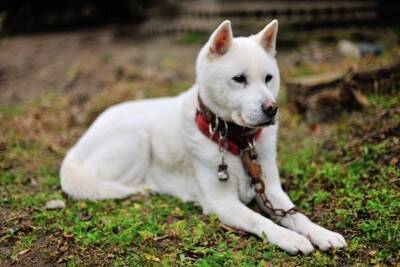 『日本犬』特有の共通点6つ　日本犬にみられる魅力や迎える際の注意点まで解説