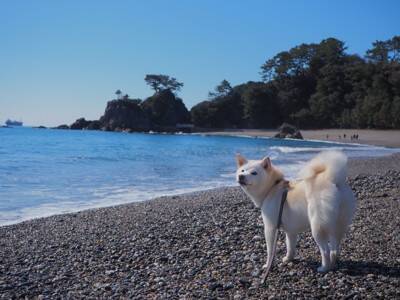 『日本犬』特有の共通点6つ　日本犬にみられる魅力や迎える際の注意点まで解説