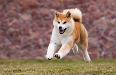 『日本犬』特有の共通点6つ　日本犬にみられる魅力や迎える際の注意点まで解説