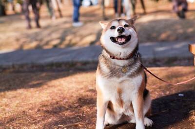 『日本犬』特有の共通点6つ　日本犬にみられる魅力や迎える際の注意点まで解説