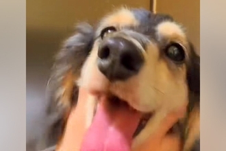 ある日、突然歩けなくなった犬→獣医師に『手術しても歩けないかも』と言われて…奇跡のような『素敵な物語』に感動「頑張った」「抱きしめたい」