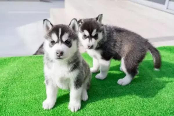 『日本で飼いづらい』犬種５選　お世話が大変な理由や迎える場合に整えなければならない住環境まで