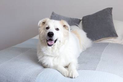 『日本で飼いづらい』犬種５選　お世話が大変な理由や迎える場合に整えなければならない住環境まで
