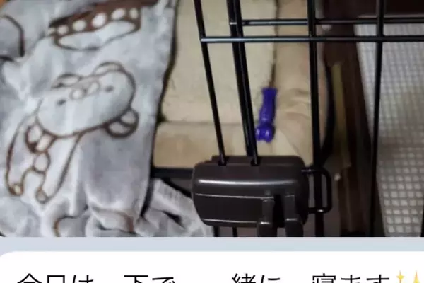 『絶対に犬は飼わない』と言っていた父が子犬を飼った結果→LINEがきたので、開いてみると…想定外の内容が23万再生「愛情深い」「幸せもの」