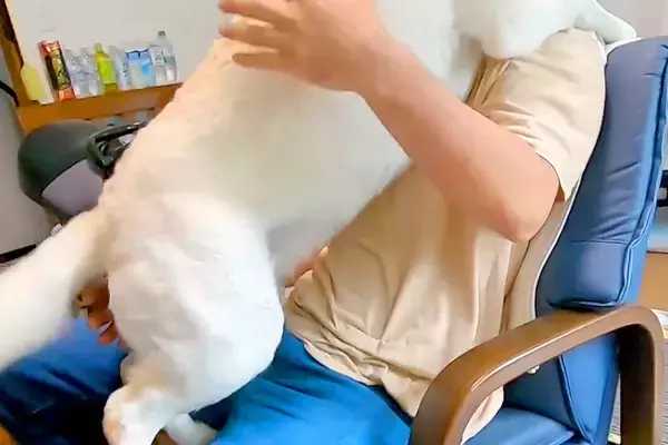 『近所の小型犬』を抱っこした結果→見ていた大型犬が嫉妬して…自分の大きさをわかっていない『愛おしい光景』に反響「甘えん坊」「子供みたい」