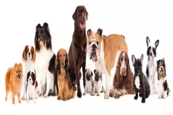 犬の年齢は人間でいうと何歳？計算方法や寿命を延ばすためにできることまで