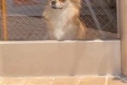 車で『シャンプー終わりの犬』を迎えに行った結果→『捨てられた』と勘違いしていて…あからさまな『絶望の表情』が95万再生「妙にリアルｗ」