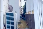 超大型犬と柴犬に『おいで』と言った結果→狭い通路を通ってきて…『まさかのハプニング』が136万再生「サイズ差がｗ」「洗車機みたいで草」