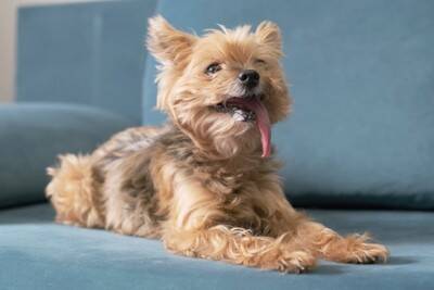 犬の『終活』ですべきこと6選　最初にしなければならないことやお別れ前に必要な準備まで
