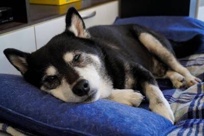 犬の『終活』ですべきこと6選　最初にしなければならないことやお別れ前に必要な準備まで