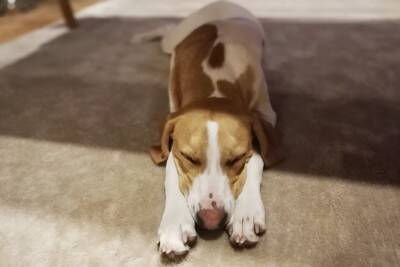 冷え込む季節に増える『犬の病気』3つ　主な原因や症状から予防法まで解説