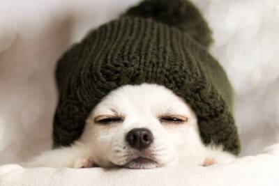 冷え込む季節に増える『犬の病気』3つ　主な原因や症状から予防法まで解説