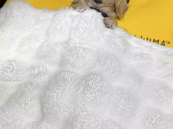 寝室を覗いたら、犬が『お布団』で寝ていて…人間味が強すぎる『まさかの寝方』が1180万表示「可愛さが大爆発してる」「一緒に寝たい」と悶絶