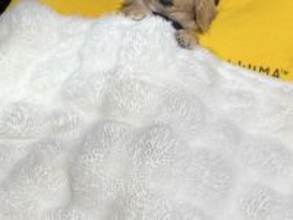 寝室を覗いたら、犬が『お布団』で寝ていて…人間味が強すぎる『まさかの寝方』が1180万表示「可愛さが大爆発してる」「一緒に寝たい」と悶絶