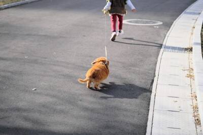 犬の『リード』伸縮タイプはよくないの？主なデメリットや危険を回避するために知っておくべきことまで