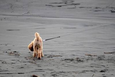 犬の『リード』伸縮タイプはよくないの？主なデメリットや危険を回避するために知っておくべきことまで