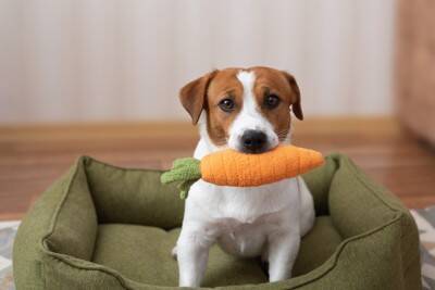 犬が『モノをくわえて頭を振り回す』心理5つ　落ち着かせた方がいいの？注意点まで解説