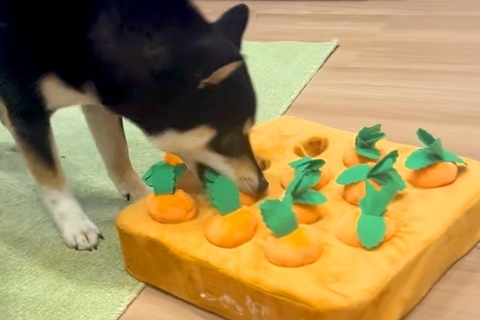 犬が『にんじんのおもちゃ』で遊んだ結果→『正しく使ってくれるかな』と思っていたら…想定外な光景に反響「大暴れで草」「間違えてるｗｗ」