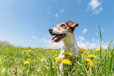 春に注意すべき『犬の熱中症』とは？危険な症状を引き起こした場合の応急処置まで