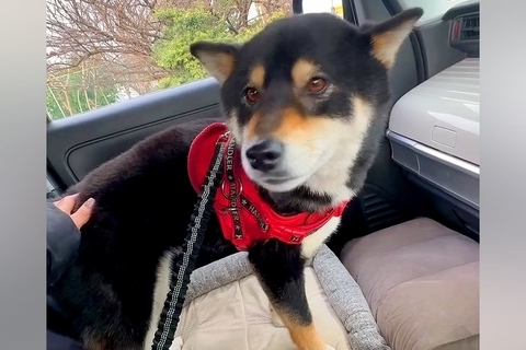 女性が車の運転中に『ひとりぼっちの迷い犬』を発見→緊急で保護して…まさかの『行動力』が119万再生「いい人に出会えた」「感動した」と称賛