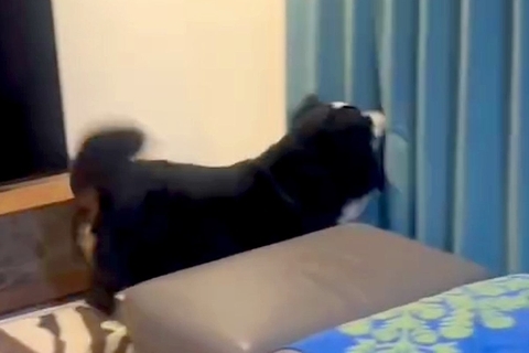 犬に内緒で『2ヶ月ぶりの帰省』→カーテンの裏に隠れてみた結果…素敵すぎる『気付いた瞬間の光景』が29万再生「犬の愛は無条件」「嬉しいね」