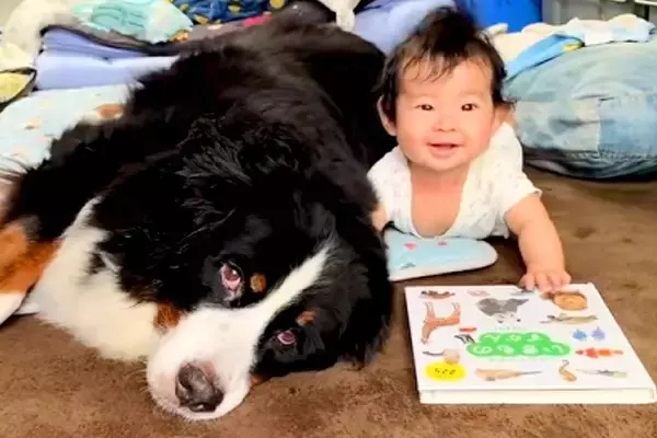 生後4ヶ月の赤ちゃんと8歳の超大型犬→いつも近くで見守って…愛おしすぎる『ふたりの記録』に反響「お互い通じ合ってる」「ずっと見てられる」